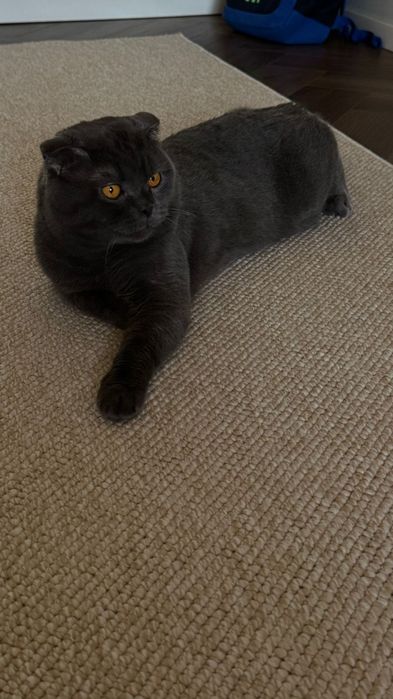 Продам котят, в хорошие руки