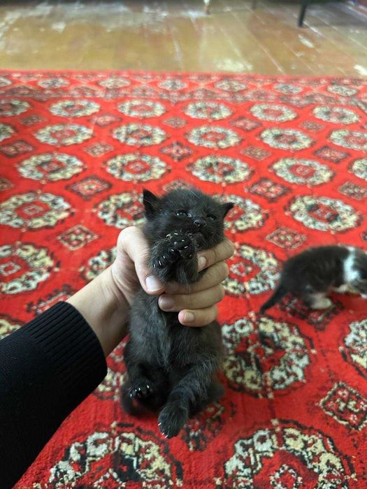 Mushukchalar sotiladi