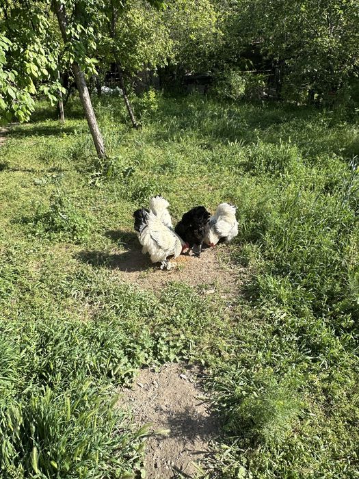 Brama zotli xoʻrozlar