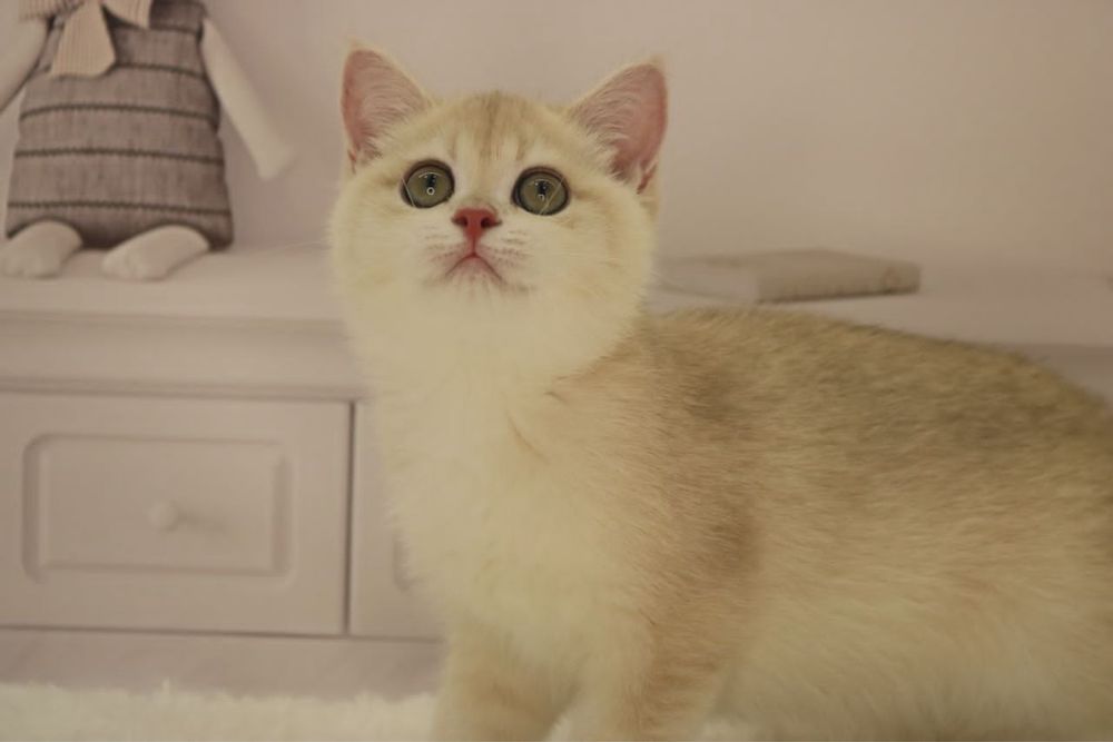 Девочка ау12 британка