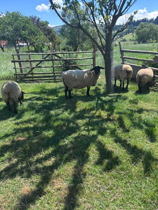 De vânzare oi Suffolk