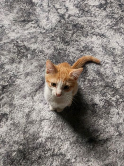 Рыжий котик мальчик -2 месяца