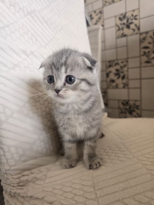 Продаются котята скотиш фолд и скотиш страйт