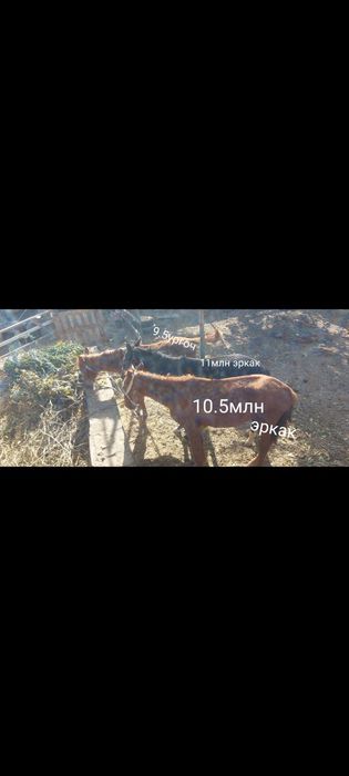 От той 2 та эркак 1 та ургочи