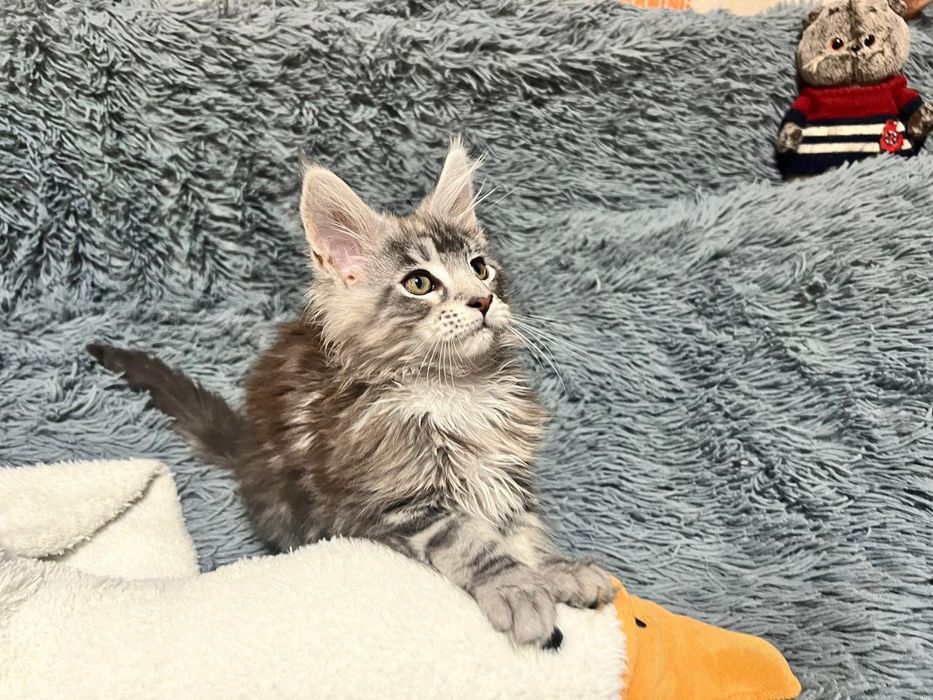 Чистокровные котята Мейн-кун