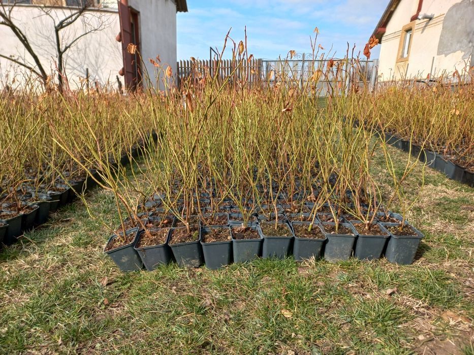 Marcote Mur Zmeur Afin