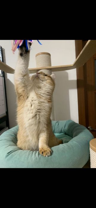 Băiețel British shorthair golden cu pedigree