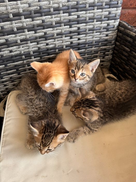 Отдам бесплатно котят в добрые руки!