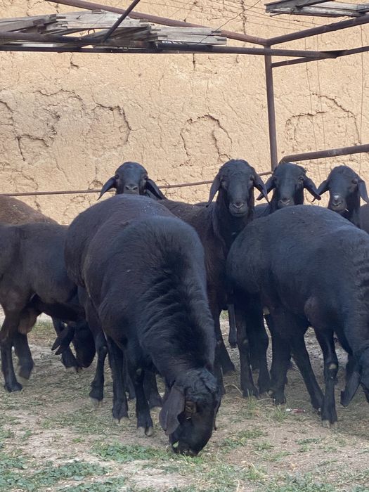 Хисори куйлар сотилади курбонликга