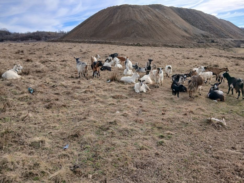 Vand 35 de capre si am 18 iezi momentan pe langa ele