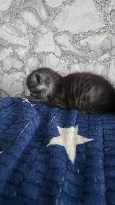 Продам шотландских котят