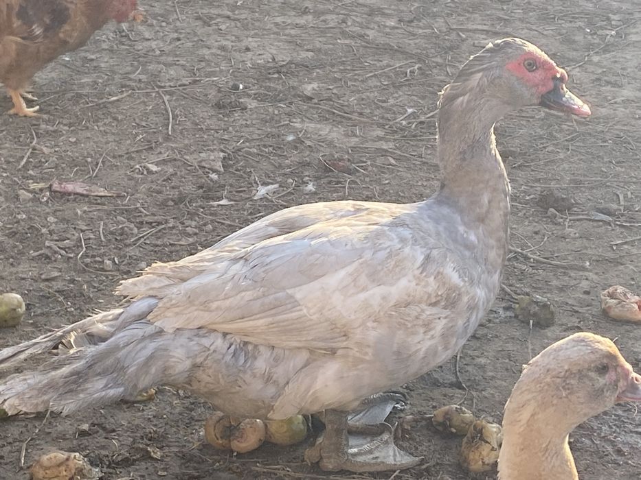 Изабелла  крупный селезень шипун