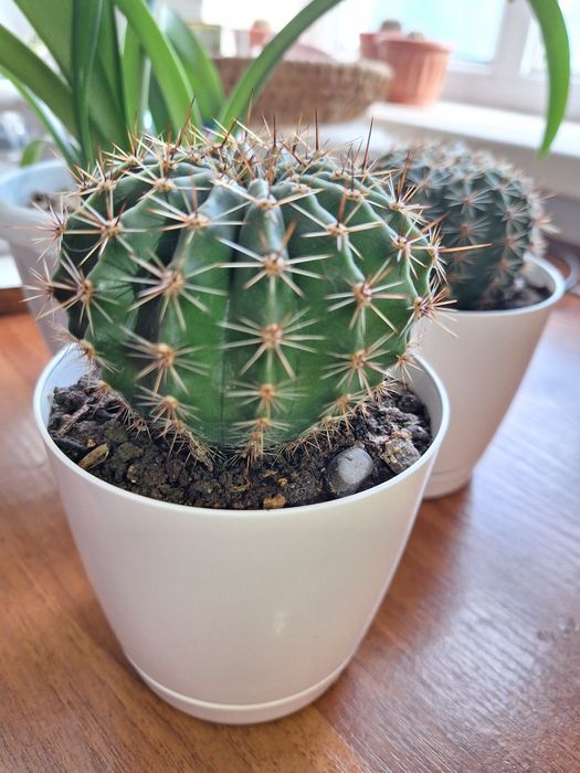 Продам кактусы для компьютеров