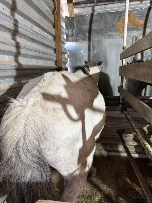 Кобыла ручная, торг имеется