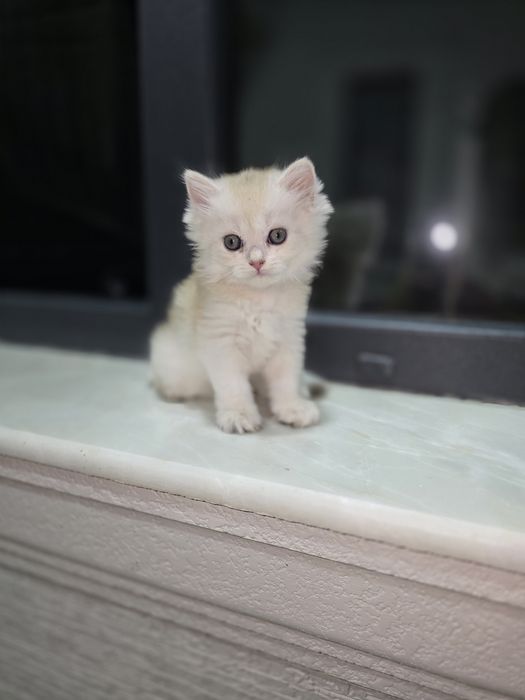 Продаётся котёнка. Британская серебристый шиншилла.