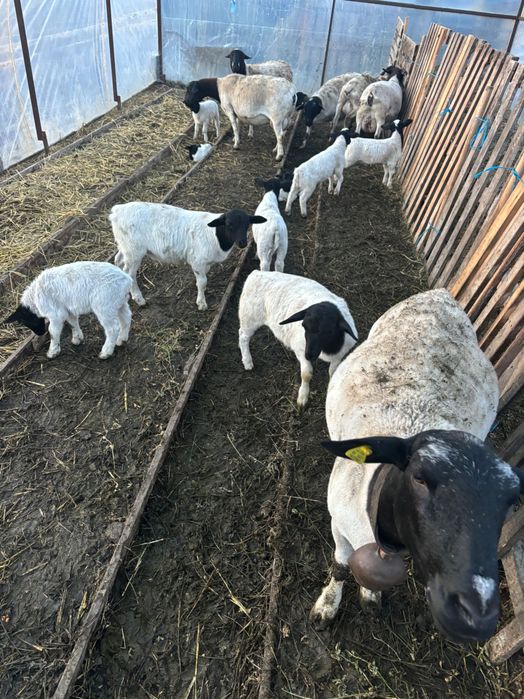 Vând oi Dorper rasă pura,