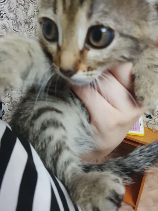 Отдам котенка мальчик 2 месяца