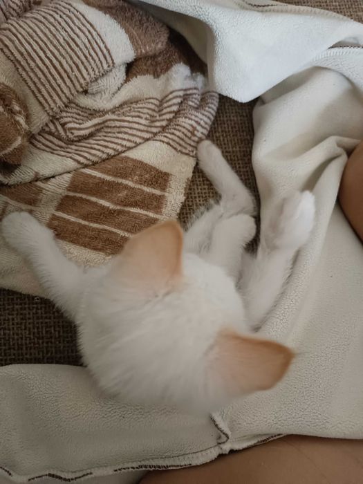 Котенок умный и ласковый