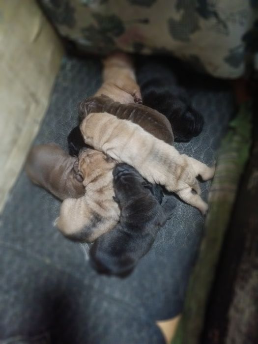 Щенки Шарпея премиум класса