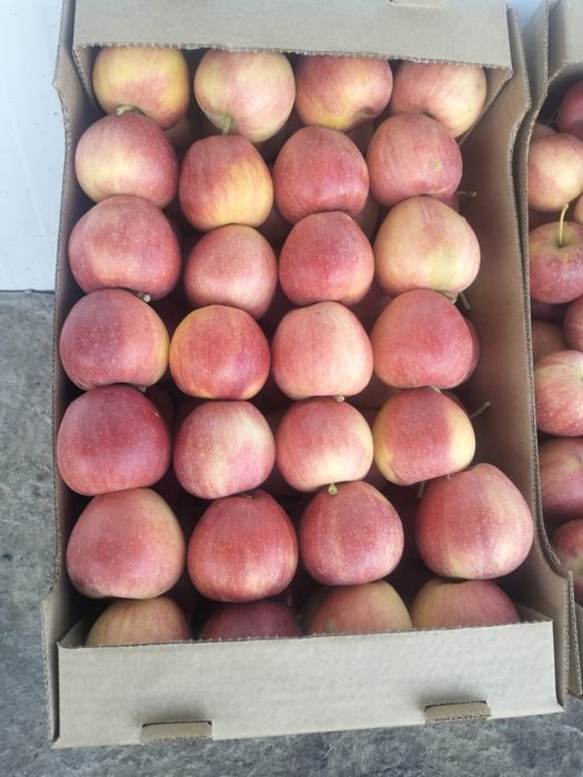 Яблоки свежие, урожай 2025