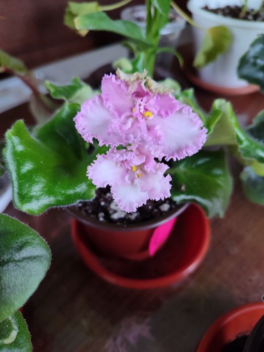 Фиалка сенполия 2000