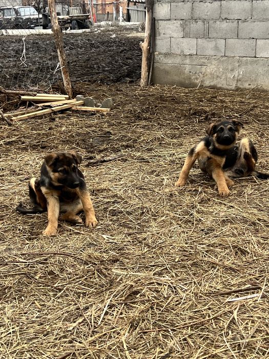 Овчарка кушіктер сатамын