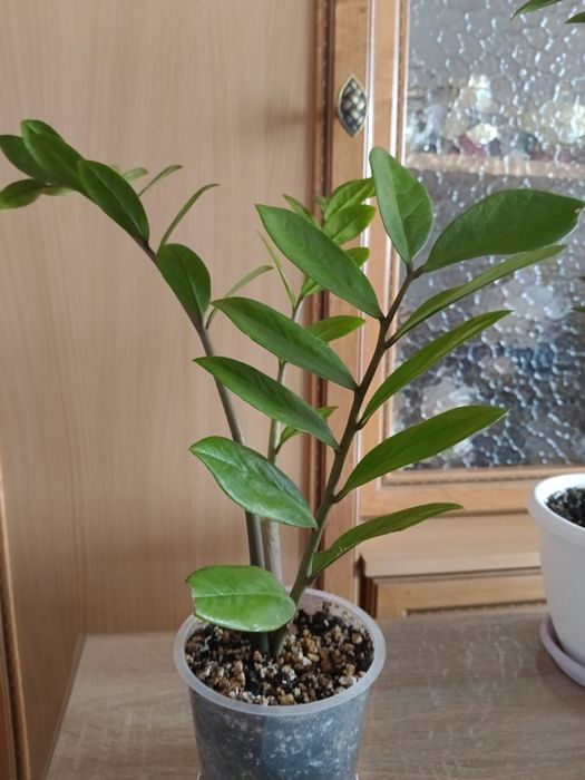 Замиакулькасы и Спатифиллум