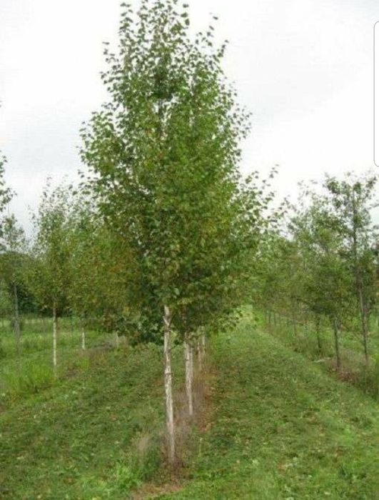 Mesteacăn alb/ tei/ platani/ stejar/ brazi/ leylandii/ tuia