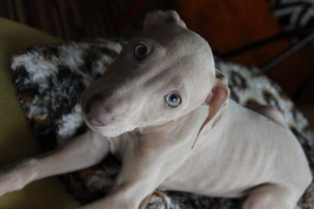 Малка италианска хрътка. Левретка