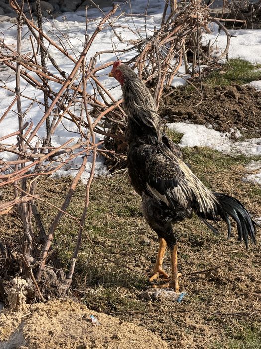 Дакан қораз сатылады
