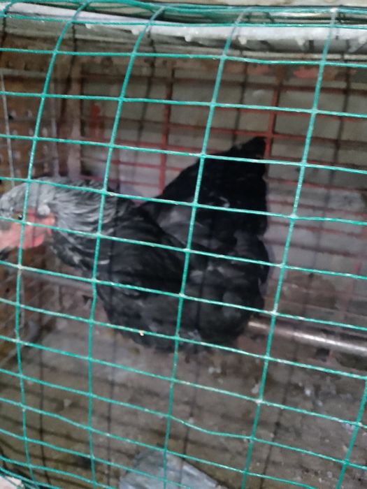 Brama jo'ja srochno sotiladi 7 oylik.