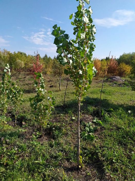 Саженцы сирени, тополь и др