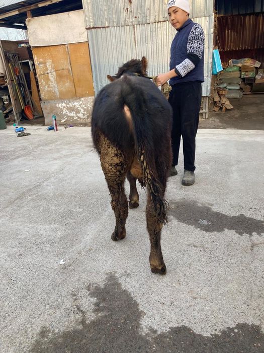 Продам Алатау быка