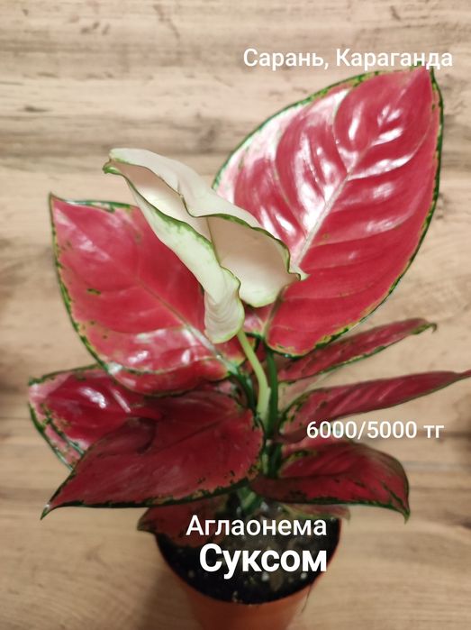 Аглаонема разная