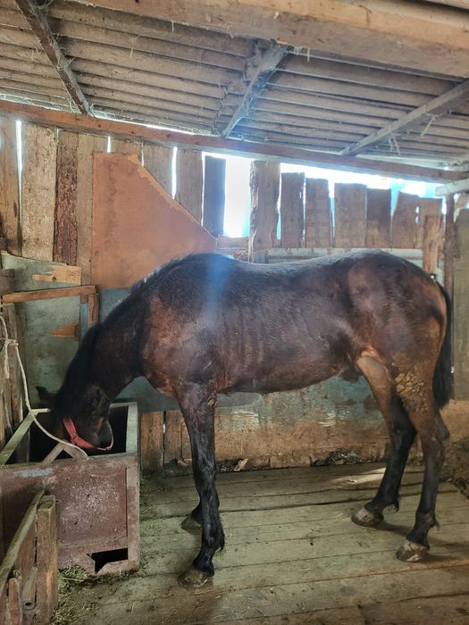 Продам срочно лошадь