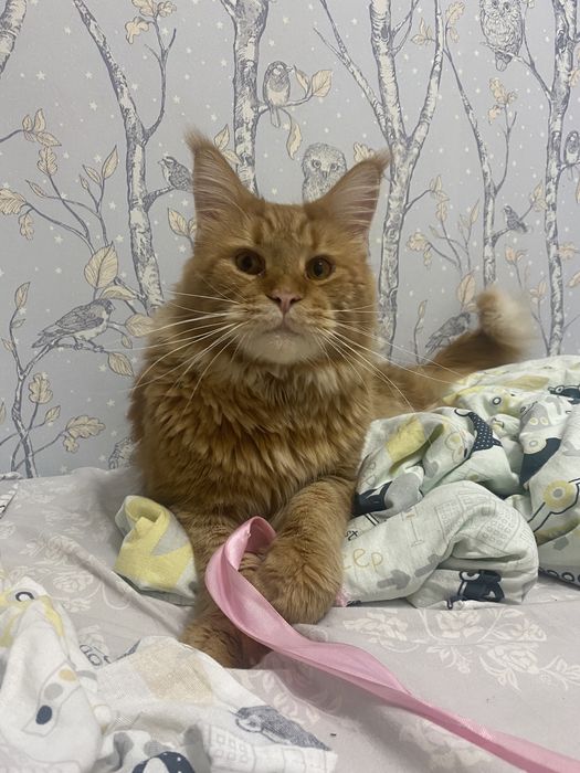 Ищем невесту, Мейн Кун