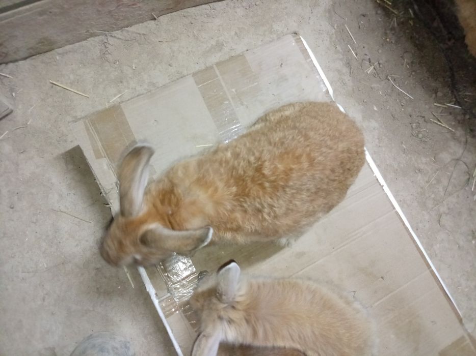 Burgunskiy ona quyon