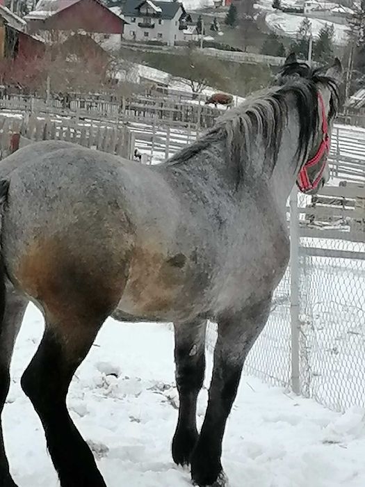 Vând mânz de doi ani ,rasa Percheron