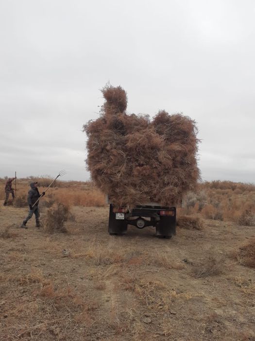 Қып қызыл жантақ бар