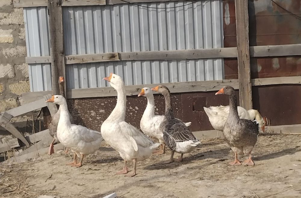 Домашние гуси Қаздар