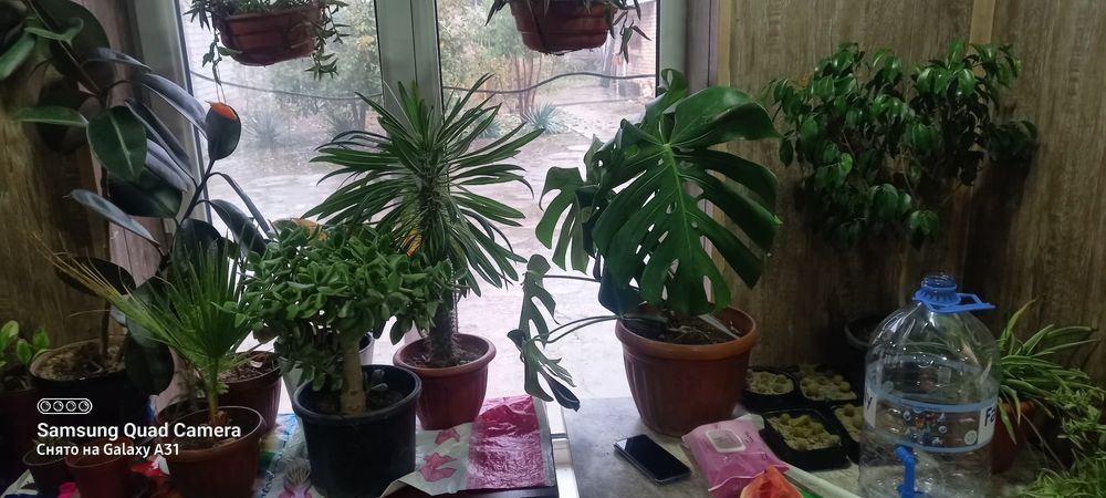 Bardankolda uchastka 9 sotix