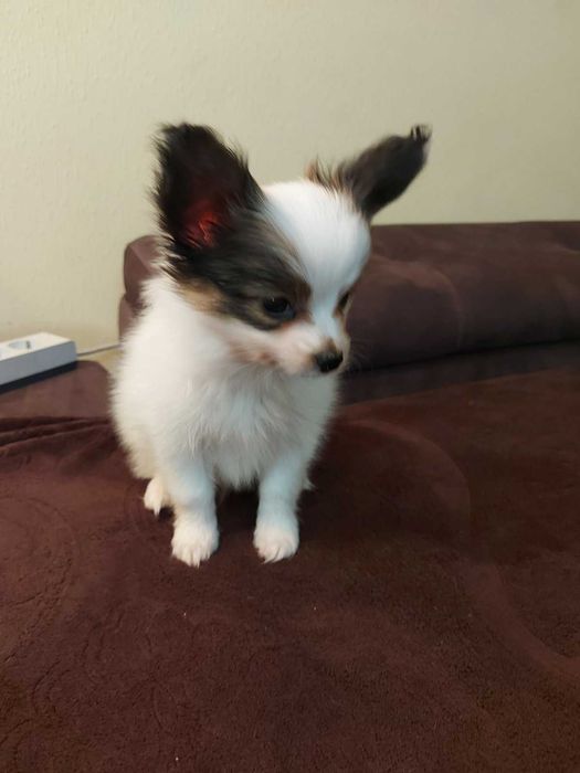 папион мъжки кученца