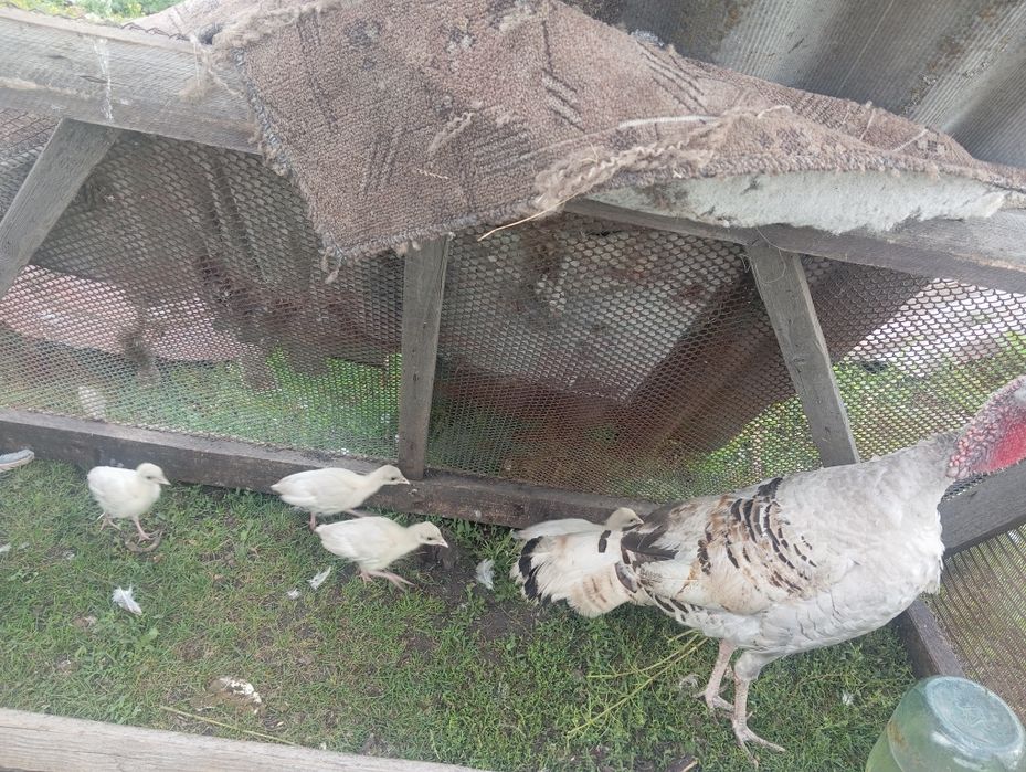 Продам индюшка с индюшатоми