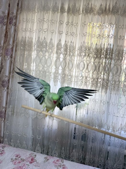 Продается Александрийский ручной попугай