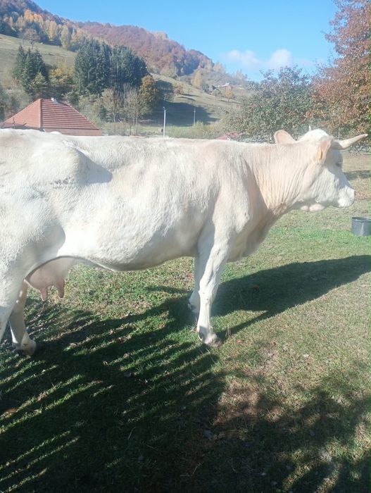 vaca bălțată romanească