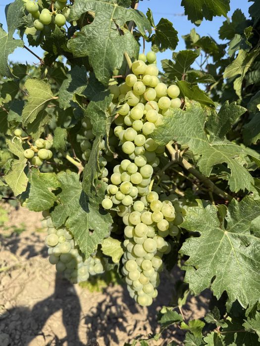 Vand struguri de vin diferite soiuri ,direct producator