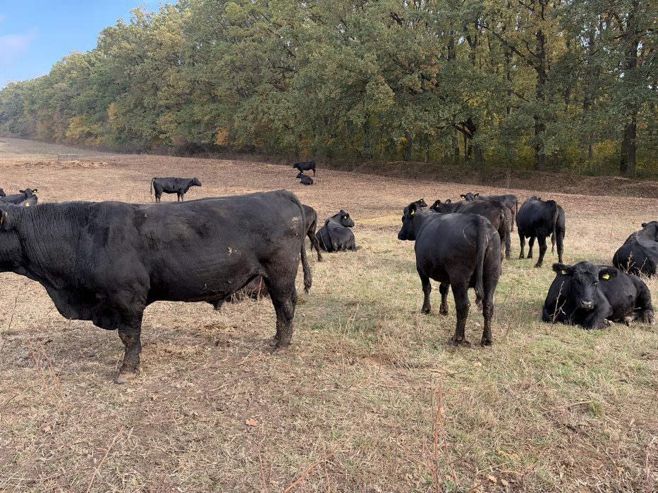 Vaci aberdeen angus (20 se dau si la bucata)