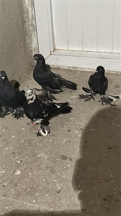 Голубы продаются