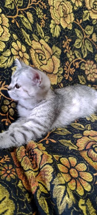 Котята породистые