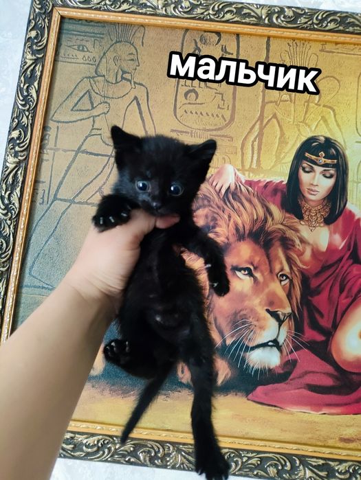 Отдам очень красивых котят в добрые руки